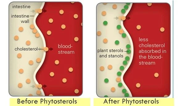 Phytosterol: Helfen Sie, Ihr Cholesterin zu senken